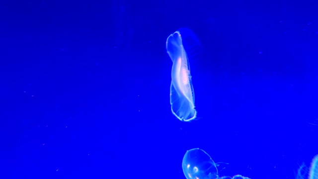 4K月亮水母水族馆视频素材