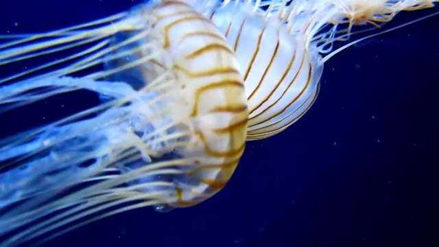 4K月亮水母水族馆视频素材