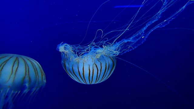 4K月亮水母水族馆视频素材