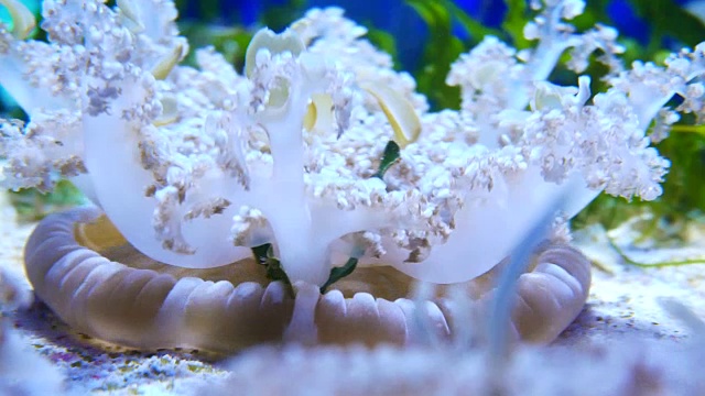 4K月亮水母水族馆视频素材