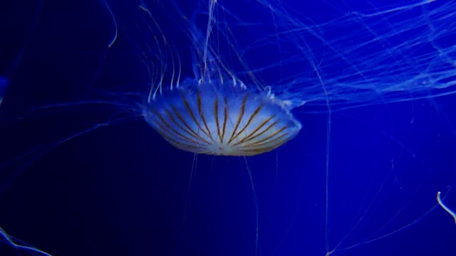 4K月亮水母水族馆视频素材