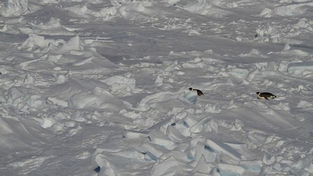 WS两只Adélie企鹅滑过崎岖不平的雪地，南极洲视频素材