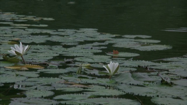 荷花漂浮在美丽的湖面上。视频素材