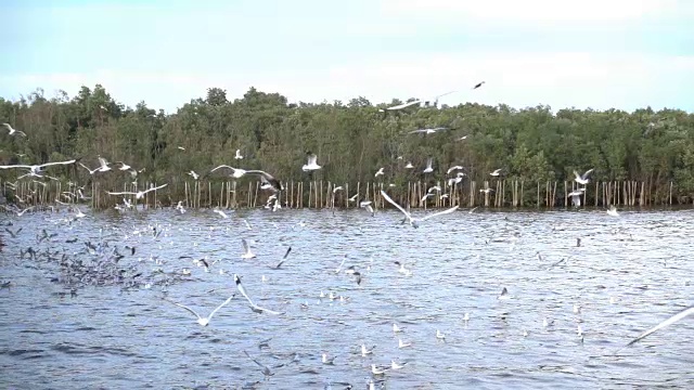 一群海鸥在海上的慢镜头视频素材