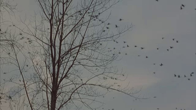 一群鹅飞过天空。视频素材