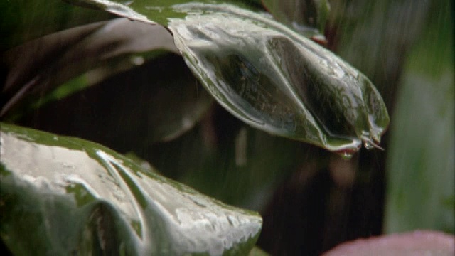 在热带季风期间，雨水打在广阔的、绿色的树叶上。视频素材