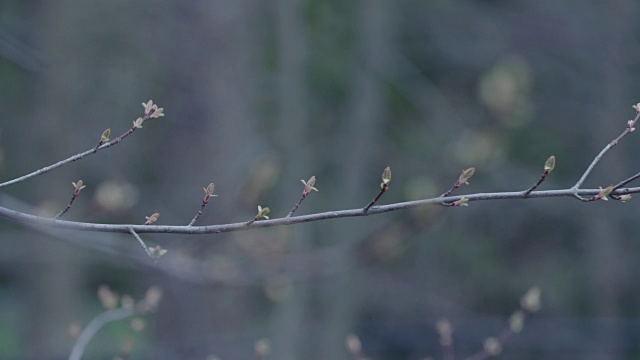 春天的花枝视频素材