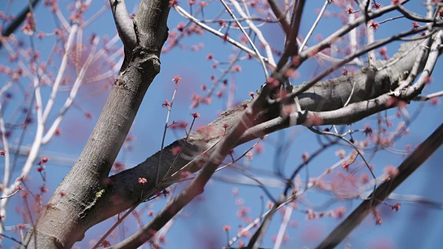 树开花视频素材