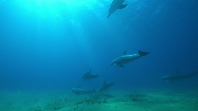 水下宽吻海豚在海底游泳和刮沙视频素材