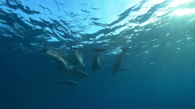 水下宽吻海豚群在水下游泳视频素材