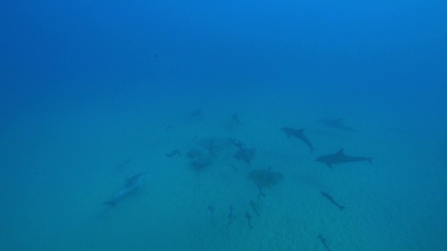 水下HA WS黄貂鱼在海床上，后面跟着军曹鱼和宽吻海豚视频素材