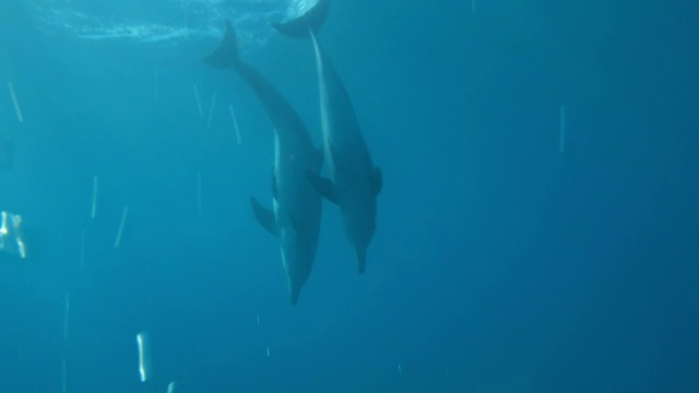 水下宽吻海豚和大海豚在垂直的圆圈中游动视频素材