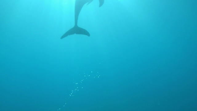 2只宽吻海豚在水下近距离游动视频素材