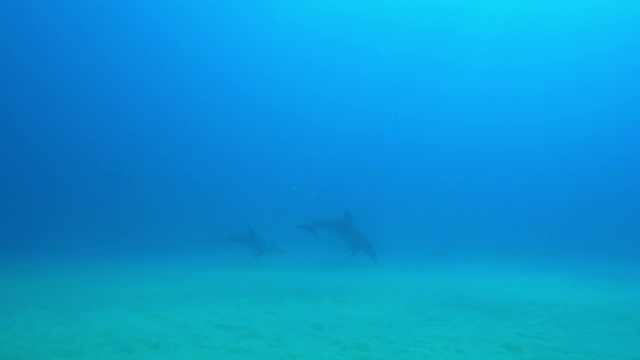 水下追踪宽吻海豚，用声纳扫描海床，其他海豚在周围游动视频素材