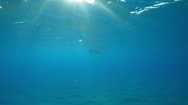 水下宽吻海豚和大海豚在镜头前游泳嬉戏视频素材