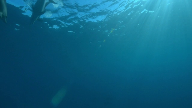 水下宽吻海豚群在镜头前游来游去视频素材