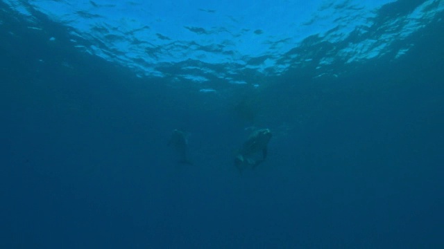 水下宽吻海豚和海豚幼崽游过镜头，然后潜入海底视频素材