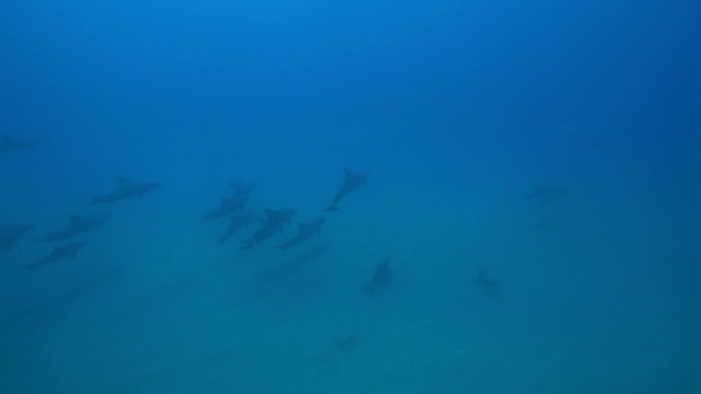 水下宽吻海豚和2只幼海豚在海床上游泳和玩耍视频素材