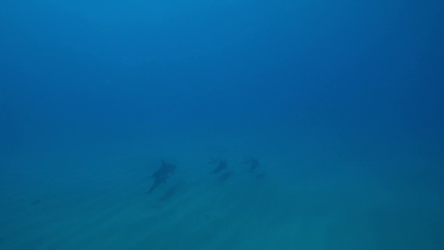 水下宽吻海豚和2只幼海豚在海床上游泳和玩耍视频素材