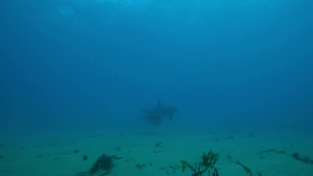 水下宽吻海豚和大海豚在海床上游泳视频素材