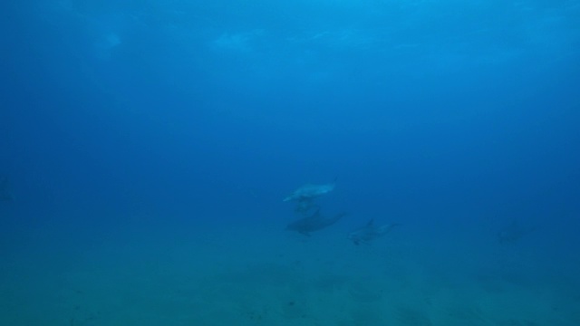 水下宽吻海豚和幼崽在海床上游泳视频素材