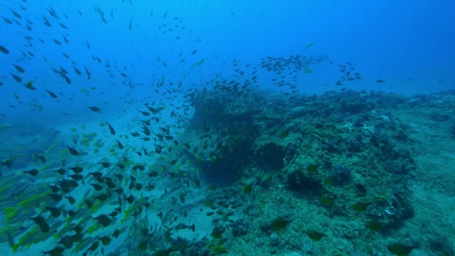 水下HA沿着珊瑚礁追踪，大量鱼群漂浮在上面视频素材