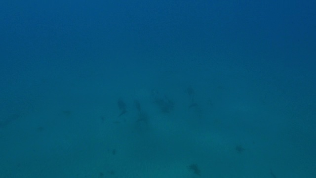 水下HA轨道与宽吻海豚组玩耍和游泳在海底视频素材