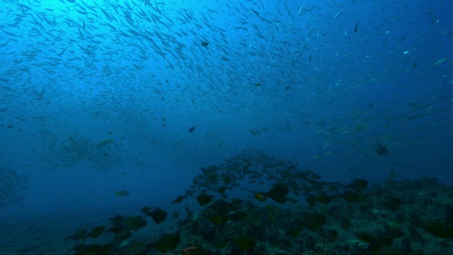 水下WS与巨大的鱼群斧鱼和其他鱼漂浮在礁视频素材