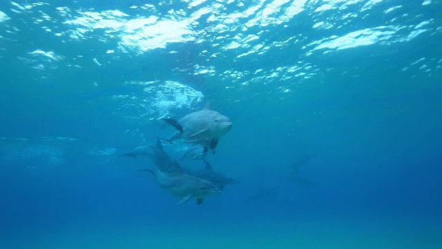 水下宽吻海豚和大海豚在海床上游泳视频素材