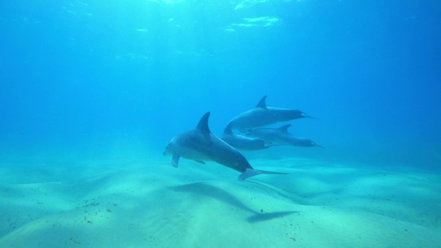 4只宽吻海豚在海底游泳的水下PAN视频素材