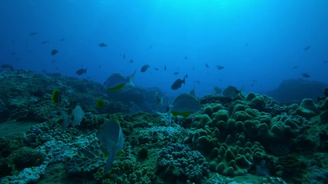 一群黄色条纹鱼在暗礁上游动的水下轨迹视频素材