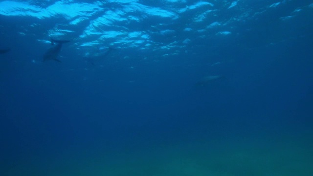 水下宽吻海豚潜水，然后在海底的沙子上刮背视频素材