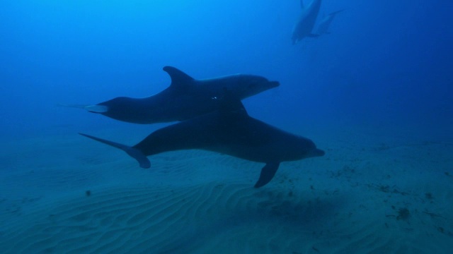 水下轨道后面2宽吻海豚快速游泳和玩耍视频素材