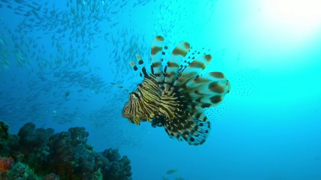 水下狮鱼漂浮在珊瑚礁上，大量的鱼群在背景中视频素材