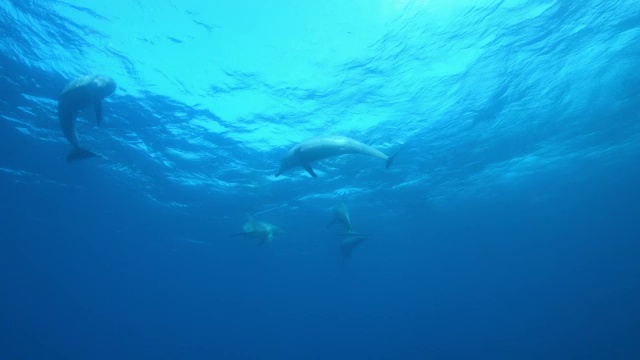 一群性兴奋的雄性宽吻海豚在水下嬉戏，然后抓住海浪视频素材