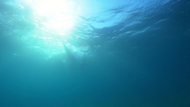 水下一群性兴奋的雄性宽吻海豚在阳光下与雌性海豚嬉戏视频素材