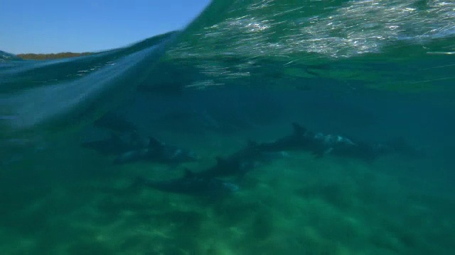 在海面上追踪一群在海岸附近游泳的宽吻海豚视频素材