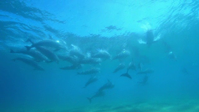 一大群宽吻海豚在水下追踪波浪，进行同步潜水视频素材