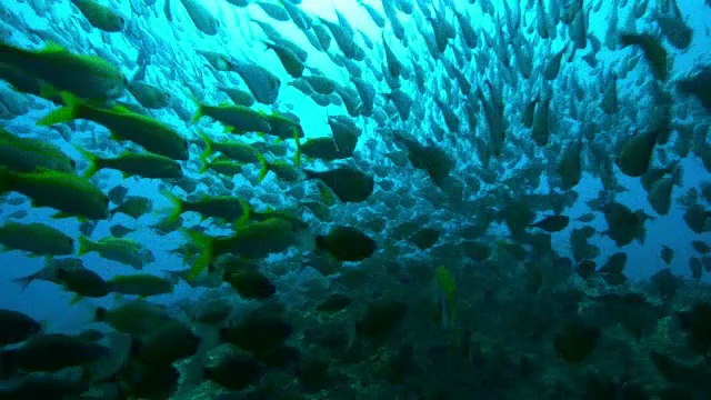 水下珊瑚礁和旋转的斧鱼鱼群和其他游在它上面靠近相机视频素材