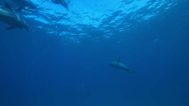 3只宽吻海豚在海底同步潜水和游泳视频素材