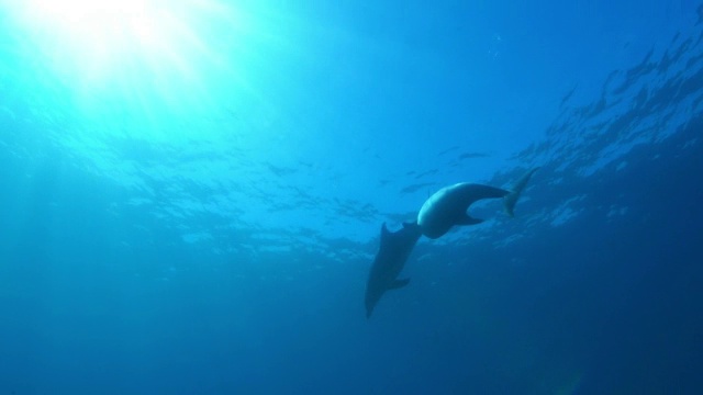 水下轨道宽吻海豚游泳和玩耍打架视频素材