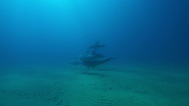 水下轨道与宽吻海豚组同步潜水到海底，然后在沙滩上玩耍视频素材