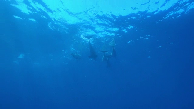 与一群宽吻海豚在洛杉矶水下跟踪，然后TD，因为他们同步潜水视频素材