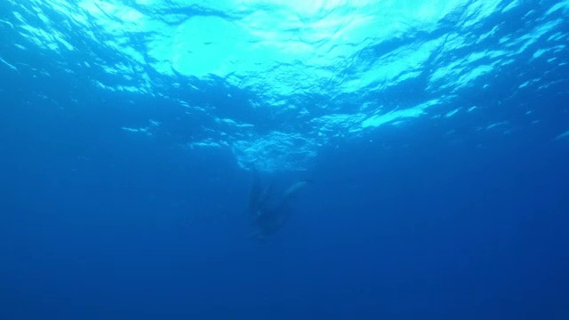 在水下追踪宽吻海豚在水面玩耍，然后潜入海底的沙子中玩耍视频素材