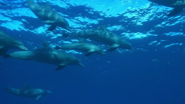 水下宽吻海豚群和幼海豚在水面呼吸和游泳视频素材