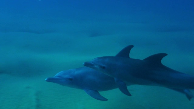 水下的宽吻海豚和幼崽游泳和浮出水面呼吸视频素材