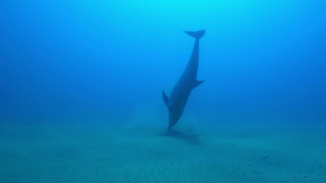 水下跟踪宽吻海豚扫描海底声纳视频素材