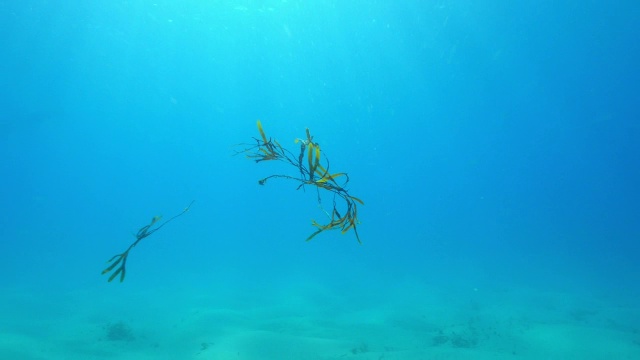 水下追踪宽吻海豚群在海床上游泳，然后拉起海藻视频素材