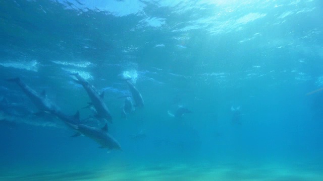 水下一组宽吻海豚在海浪中同步潜水视频素材