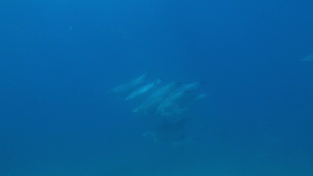 水下宽吻海豚群和幼海豚在海床上游泳视频素材